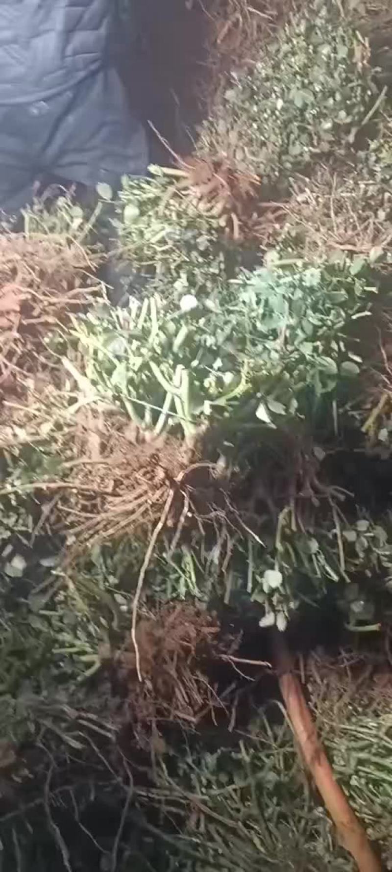 玫瑰大苗，小苗