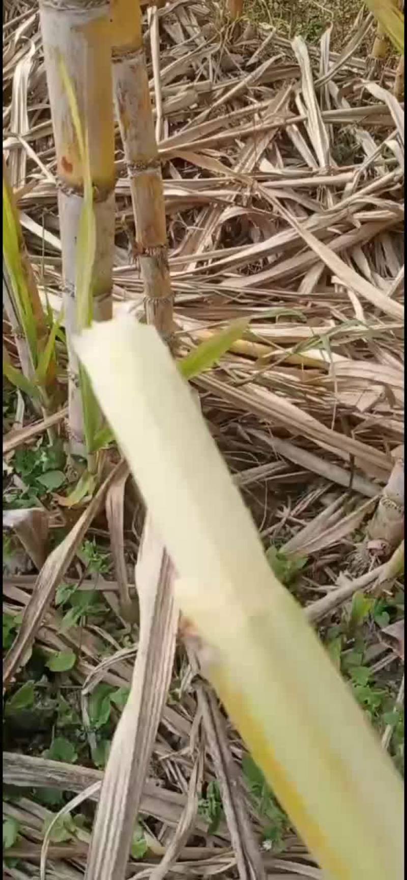 黄皮甘蔗
