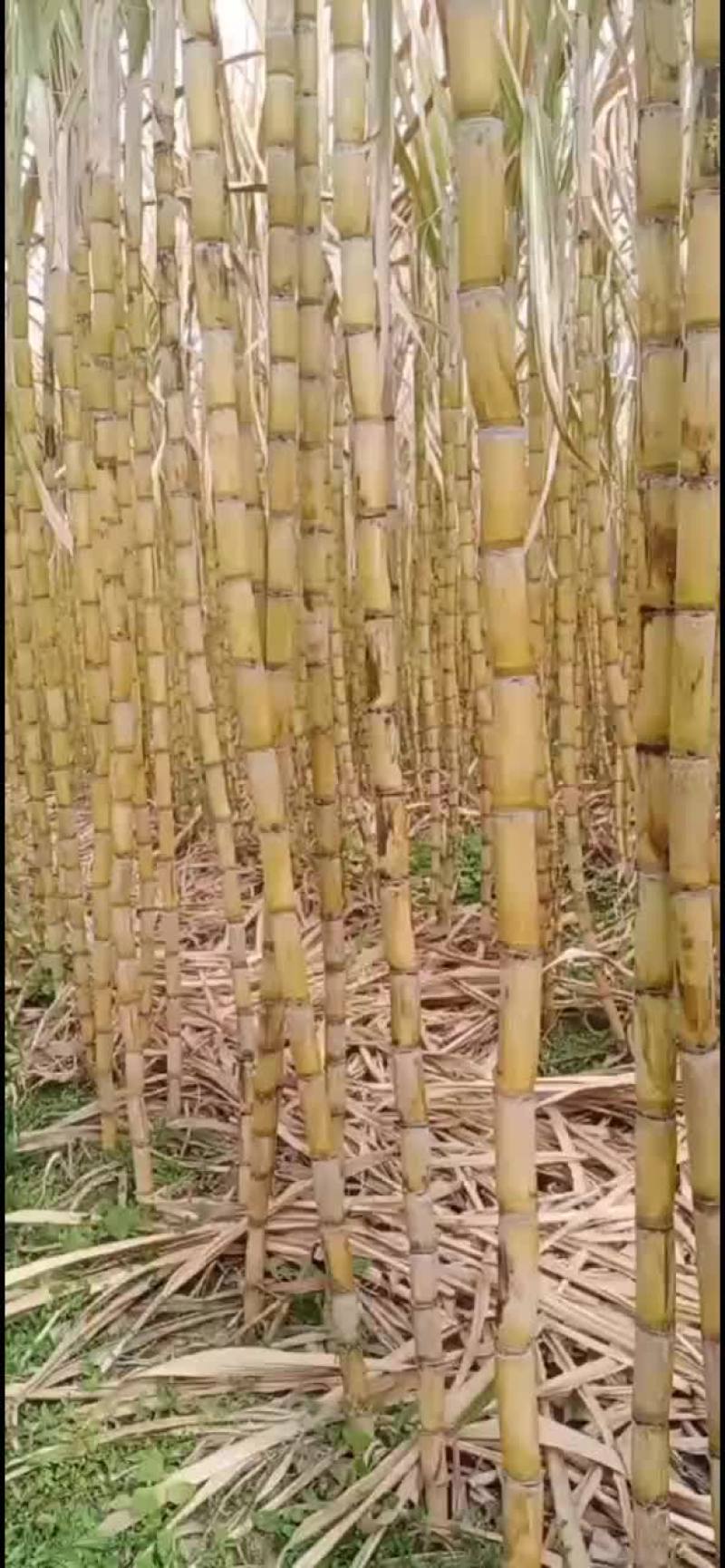 黄皮甘蔗
