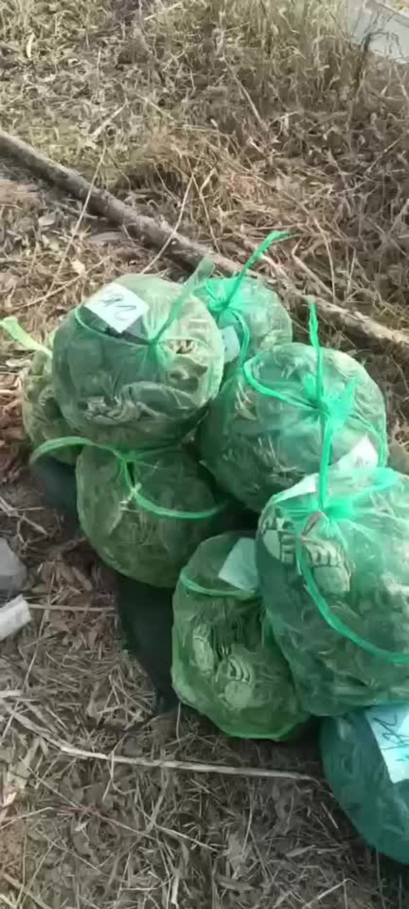 正宗微山湖，兴化大闸蟹，肥美鲜嫩，超级好吃