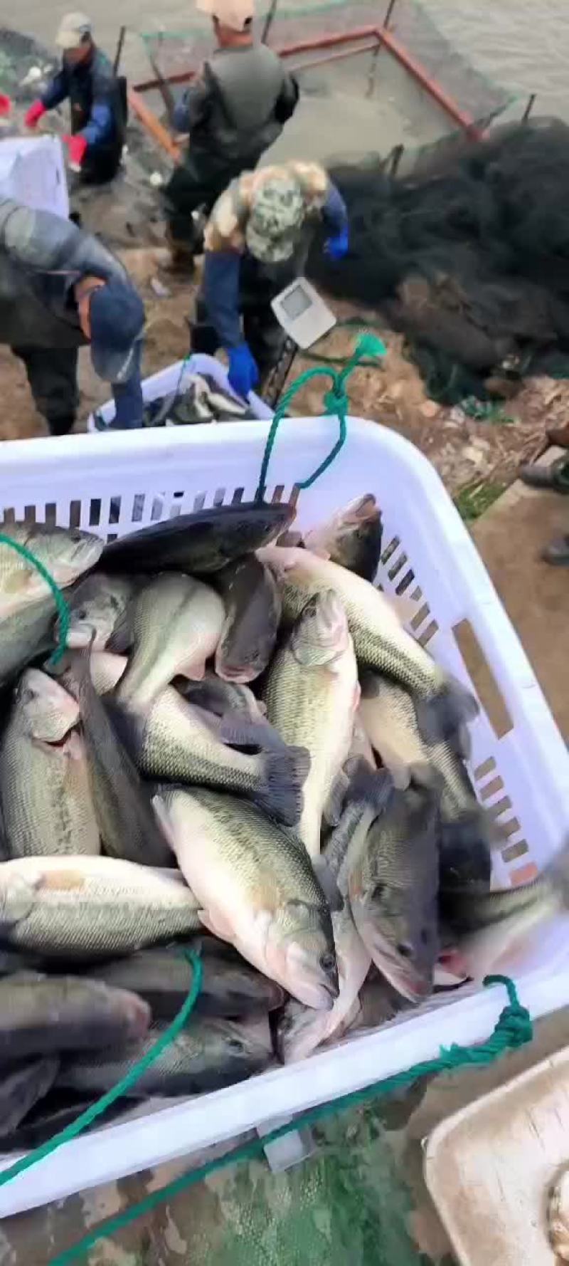 加州鲈鱼八成13.4