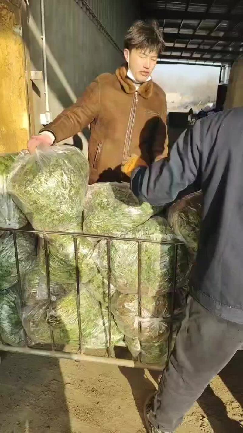 铁杆青香菜毛包