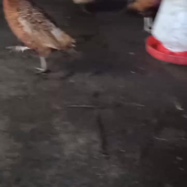 安逸