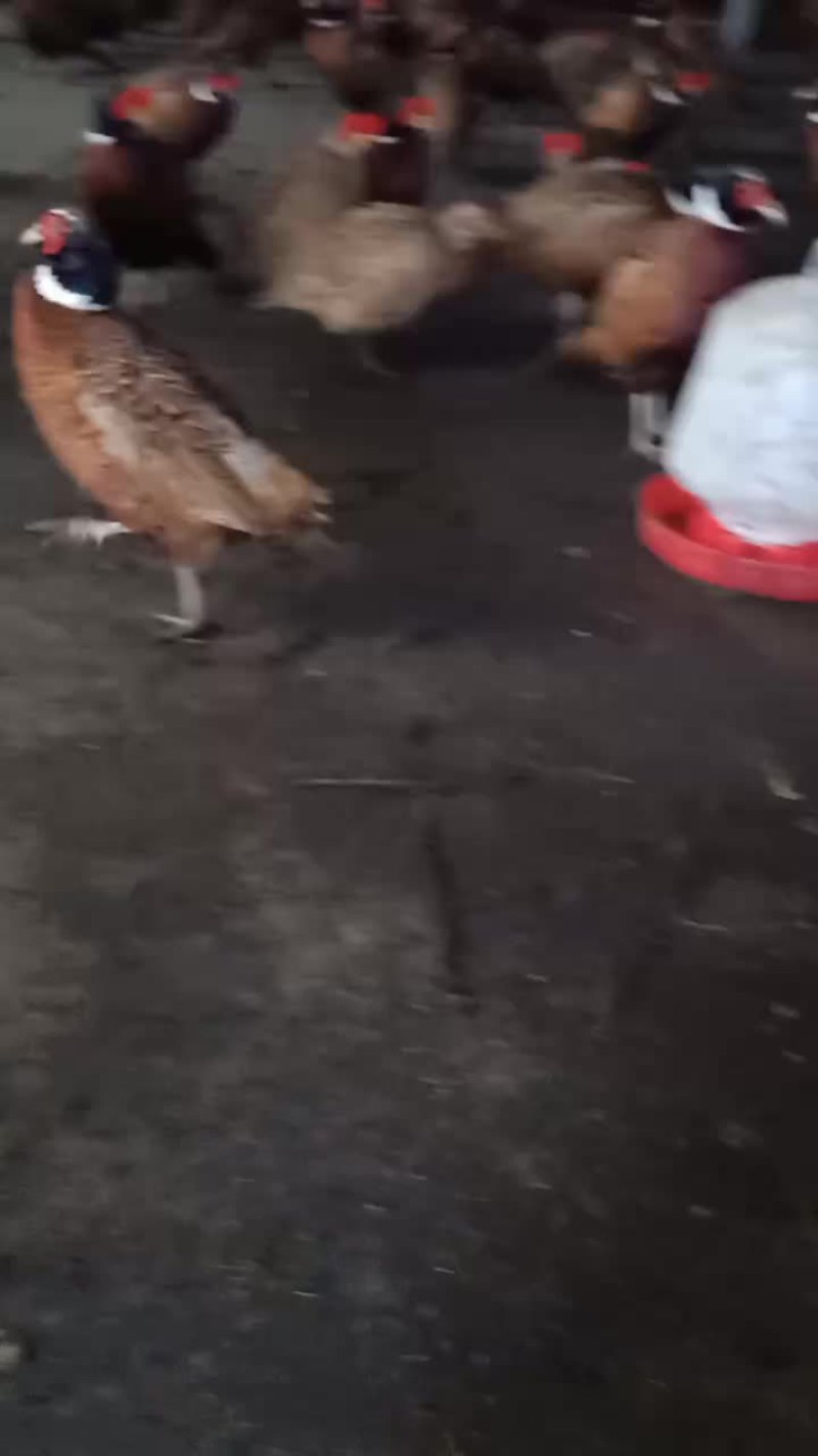 安逸