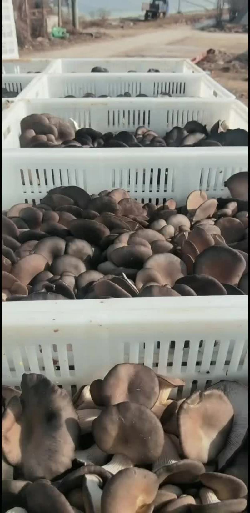 平菇