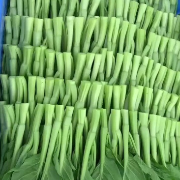 广东菜心