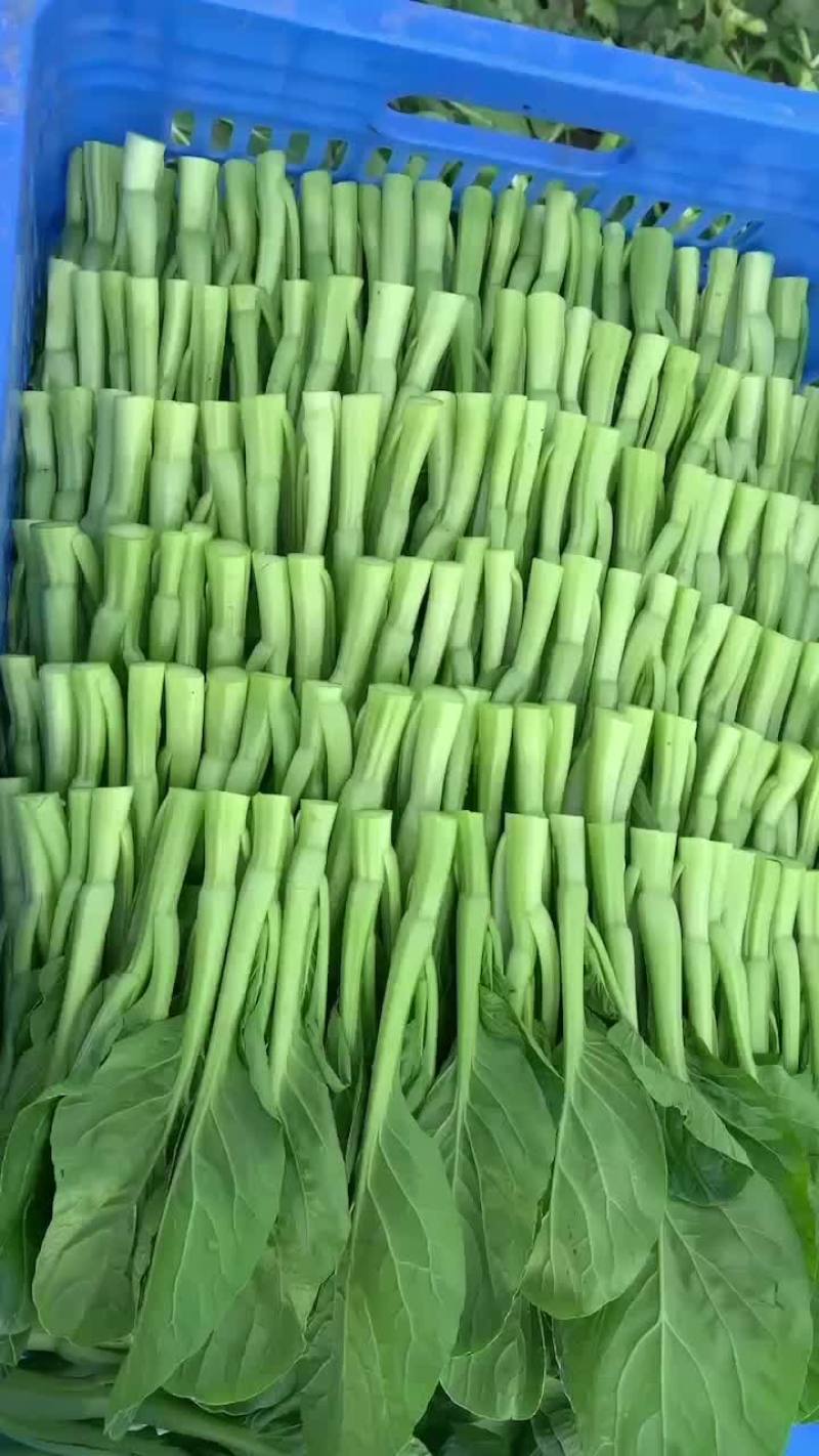 广东菜心