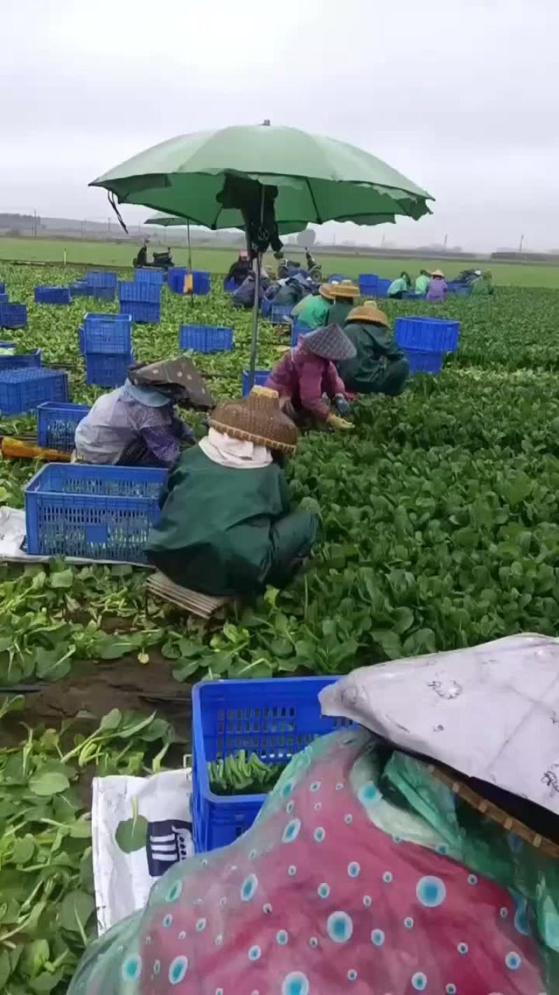 广东菜心