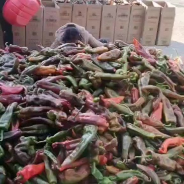 精品芜湖花辣椒