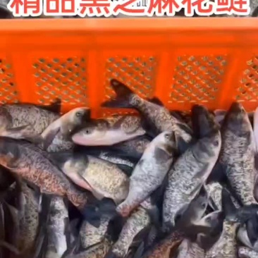 精品黑花大头鱼