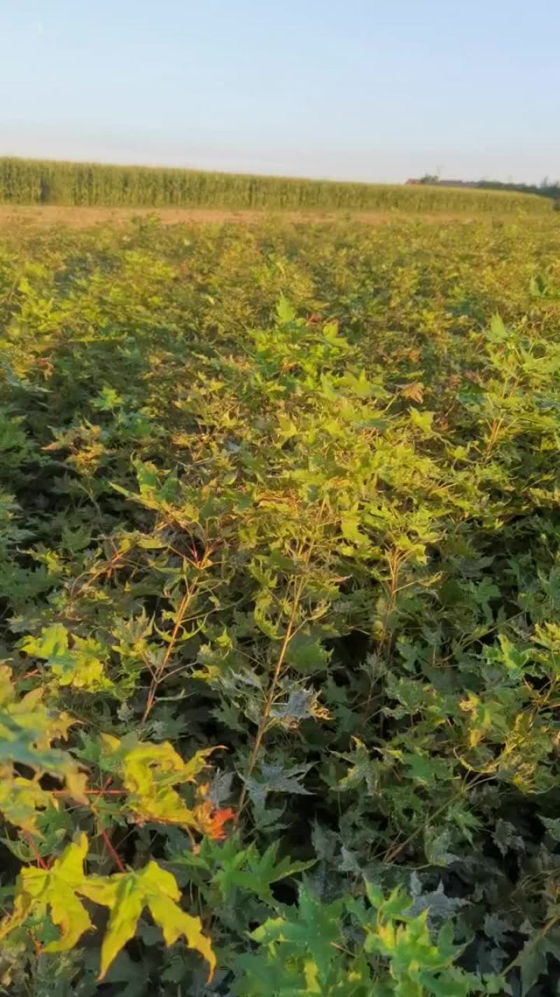 元宝枫