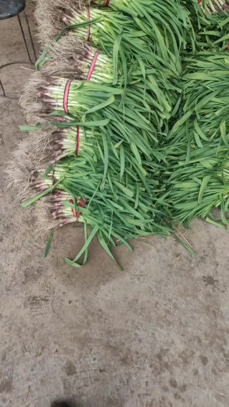 蒜苗精品徐州蒜苗，量大质优