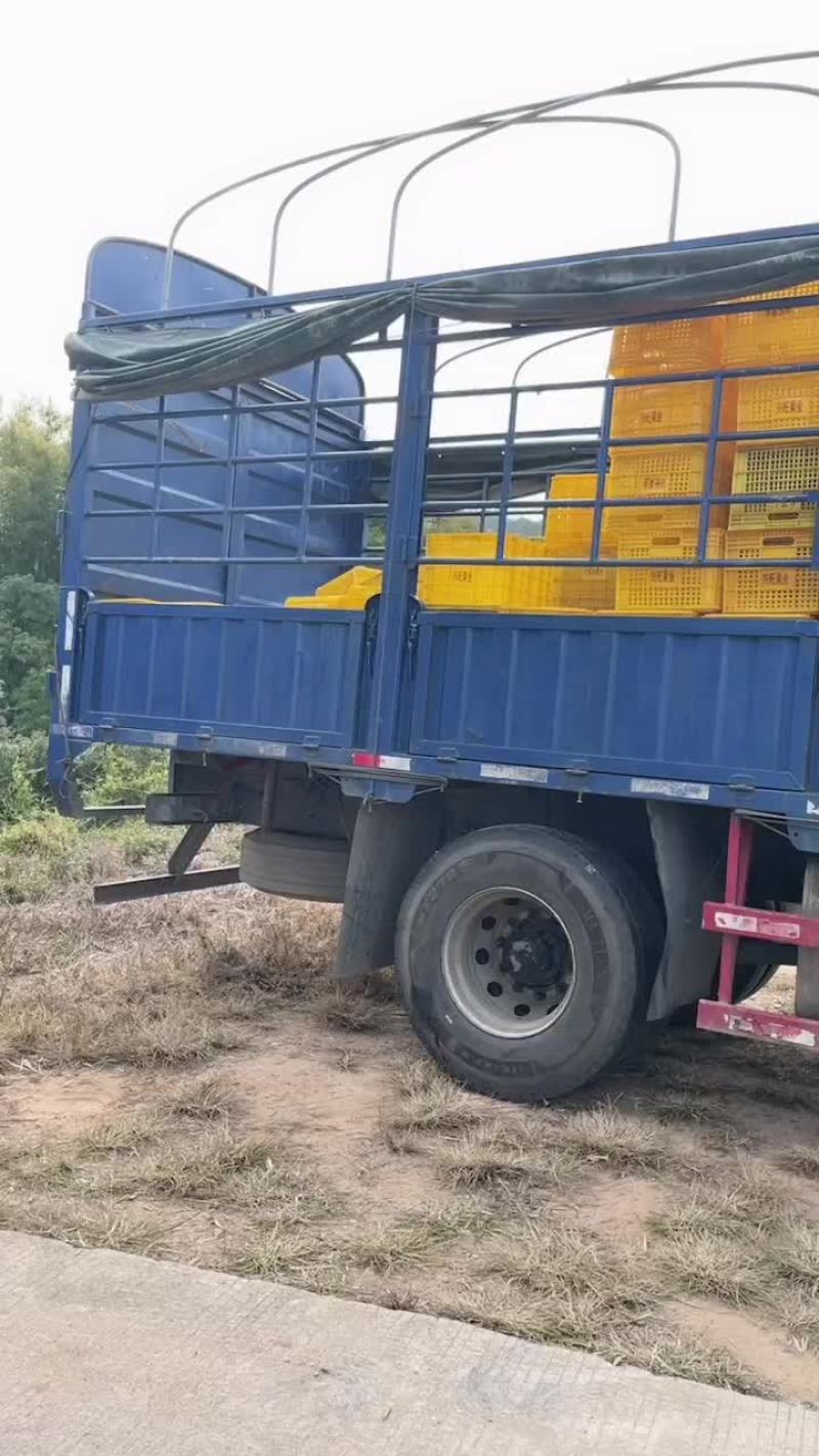 沙糖桔