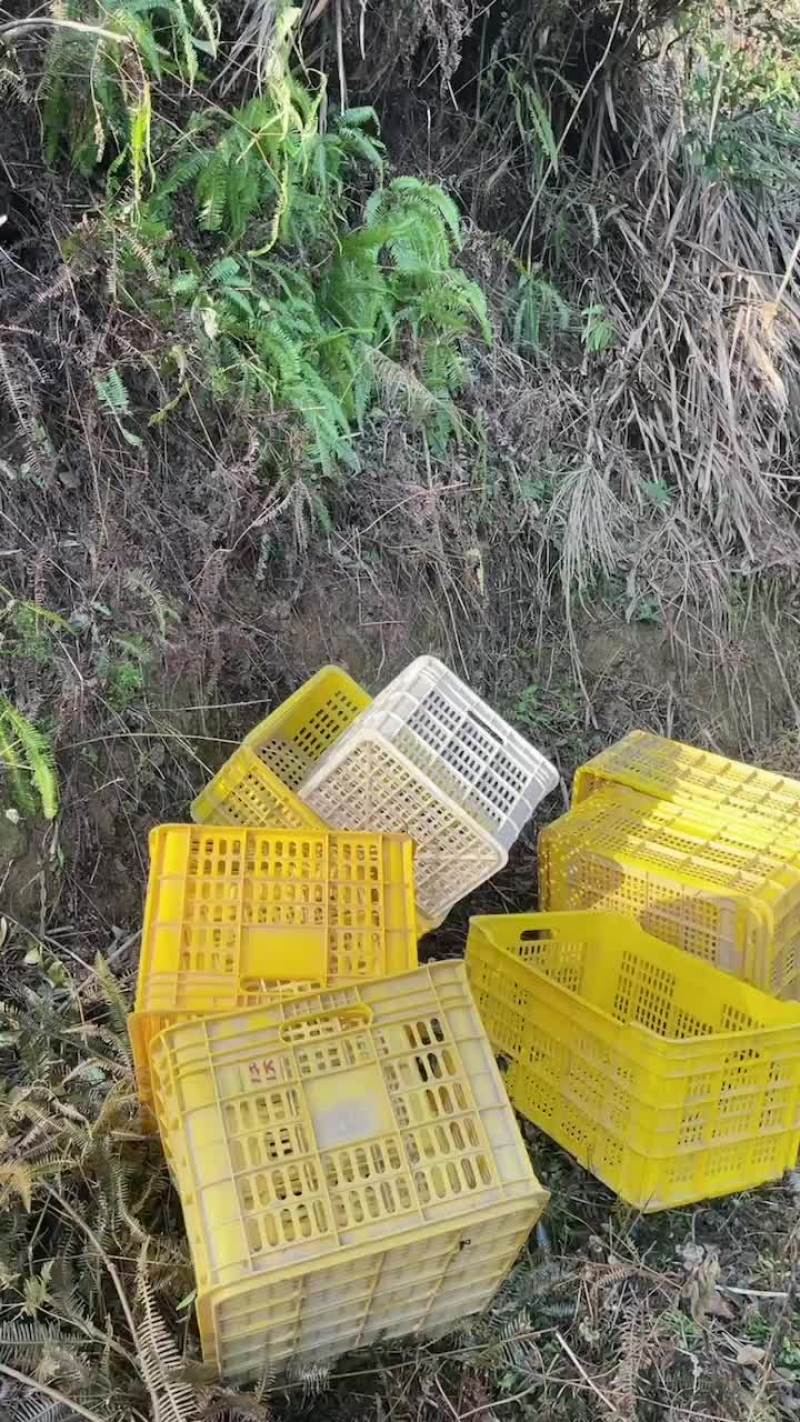 沙糖桔