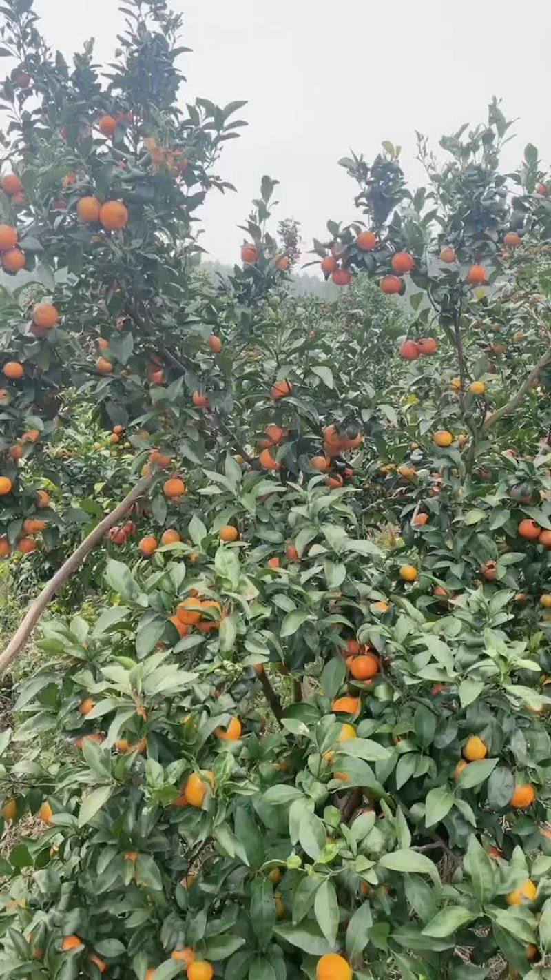 沙糖桔