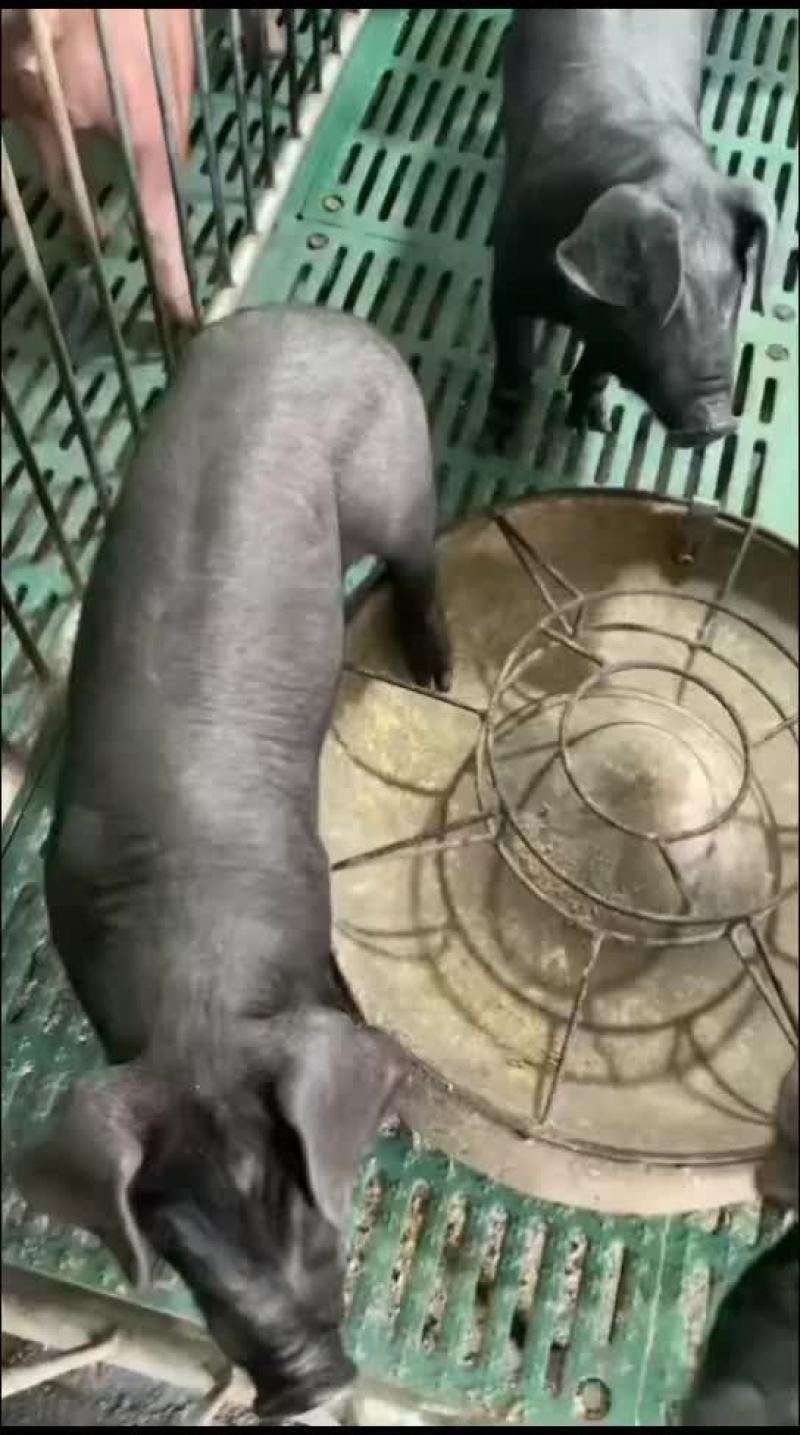 种公猪和种母猪