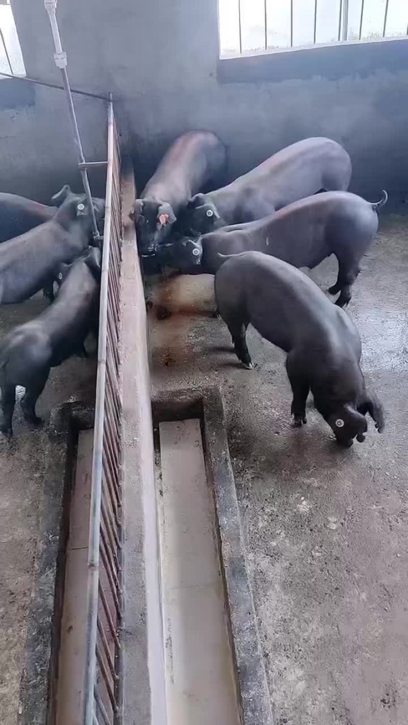 种公猪和种母猪