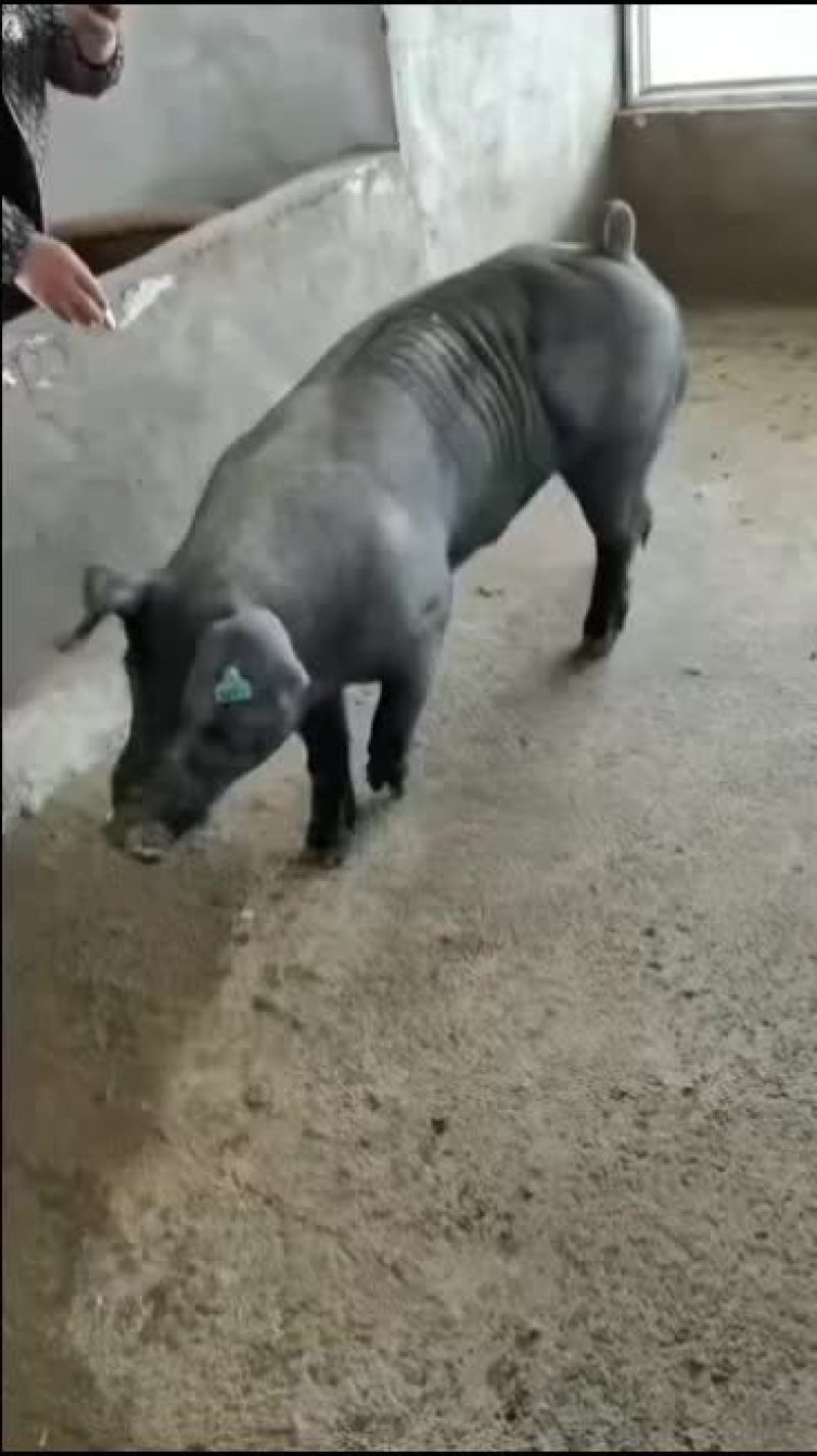 种公猪和种母猪