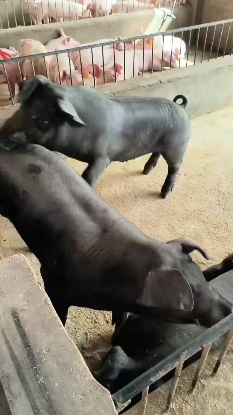种公猪和种母猪