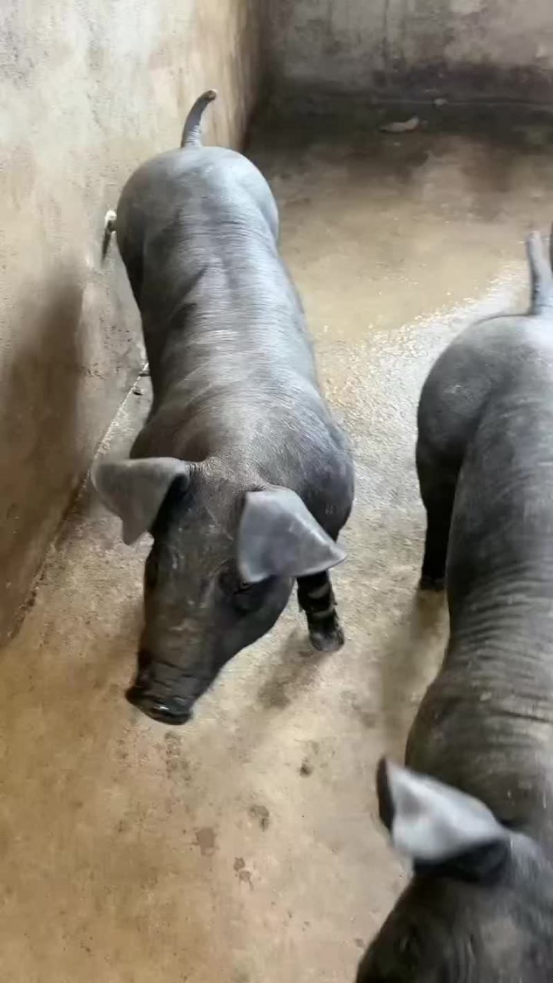 种公猪和种母猪