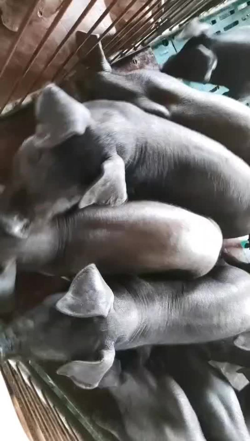 种公猪和种母猪
