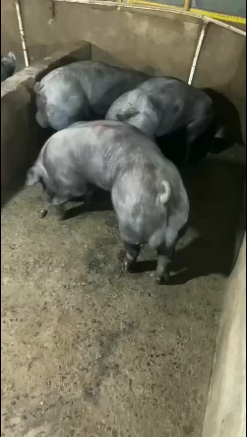 种公猪和种母猪