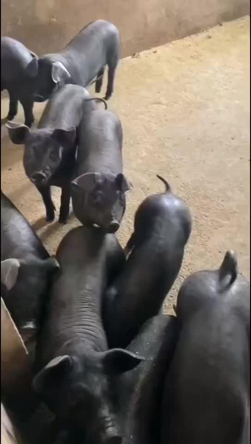 种公猪和种母猪