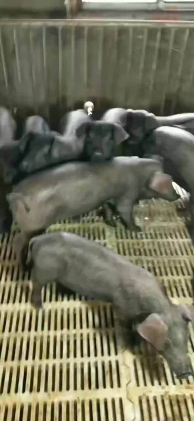 种公猪和种母猪