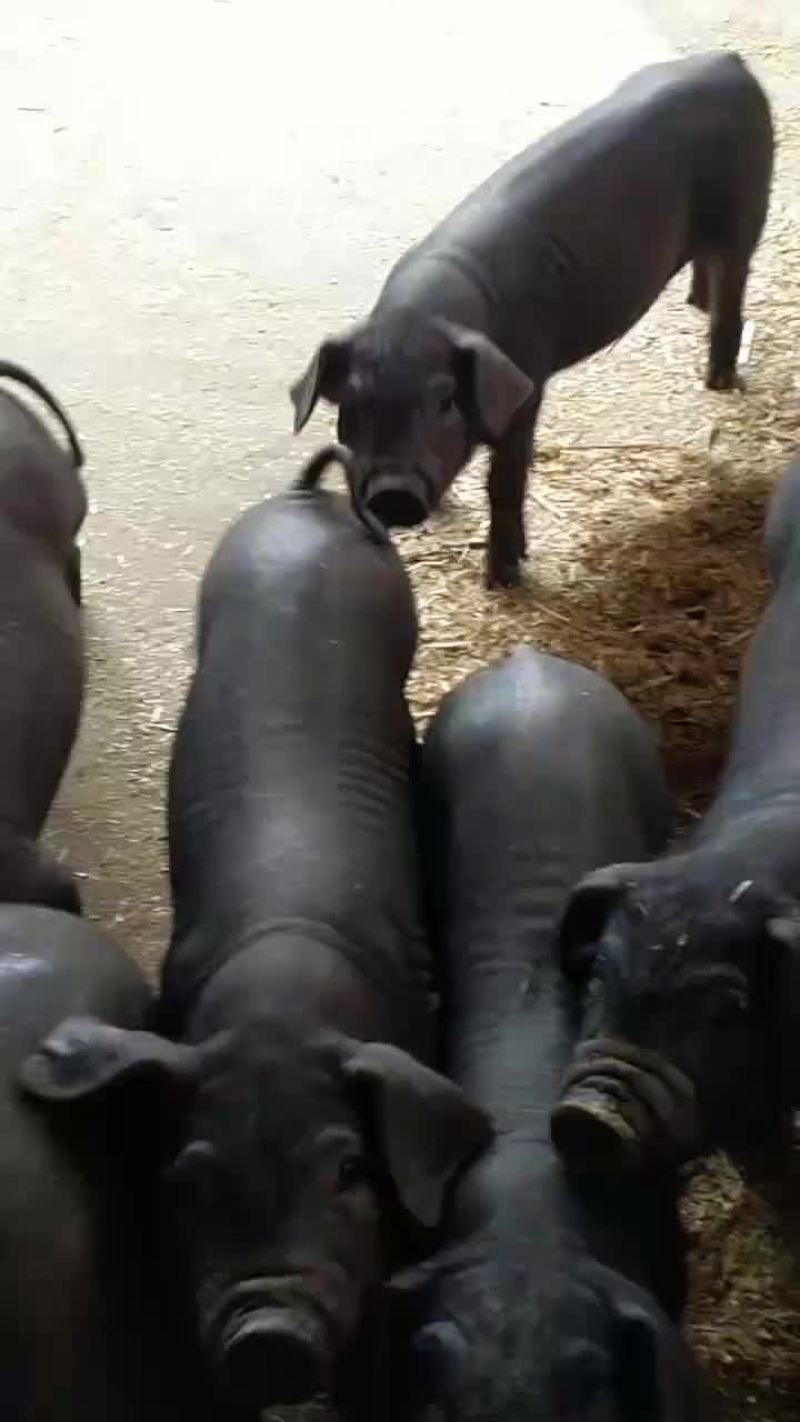 种公猪和种母猪