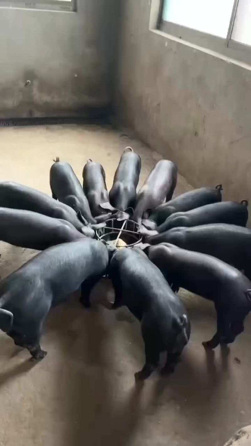 种公猪和种母猪
