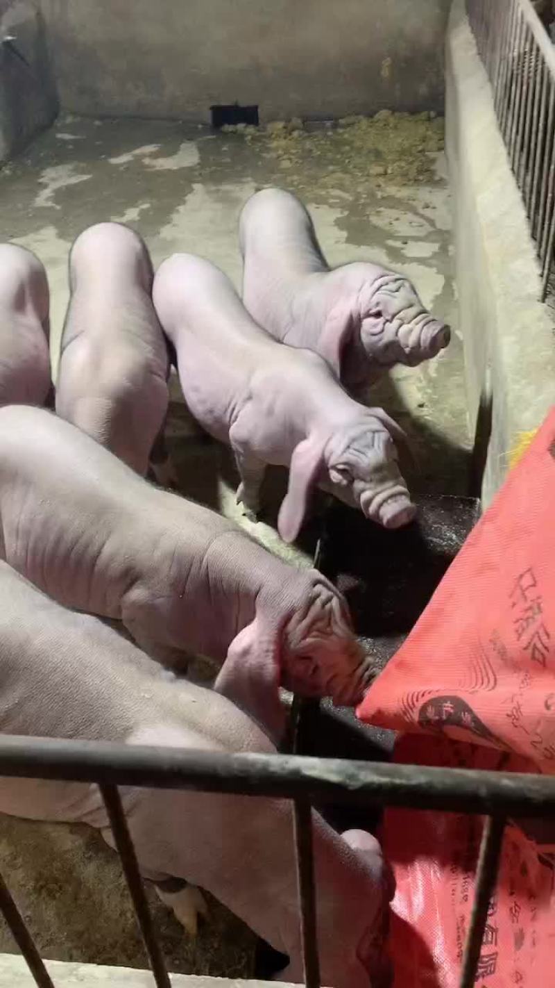常年出售原种太湖母猪和种公猪