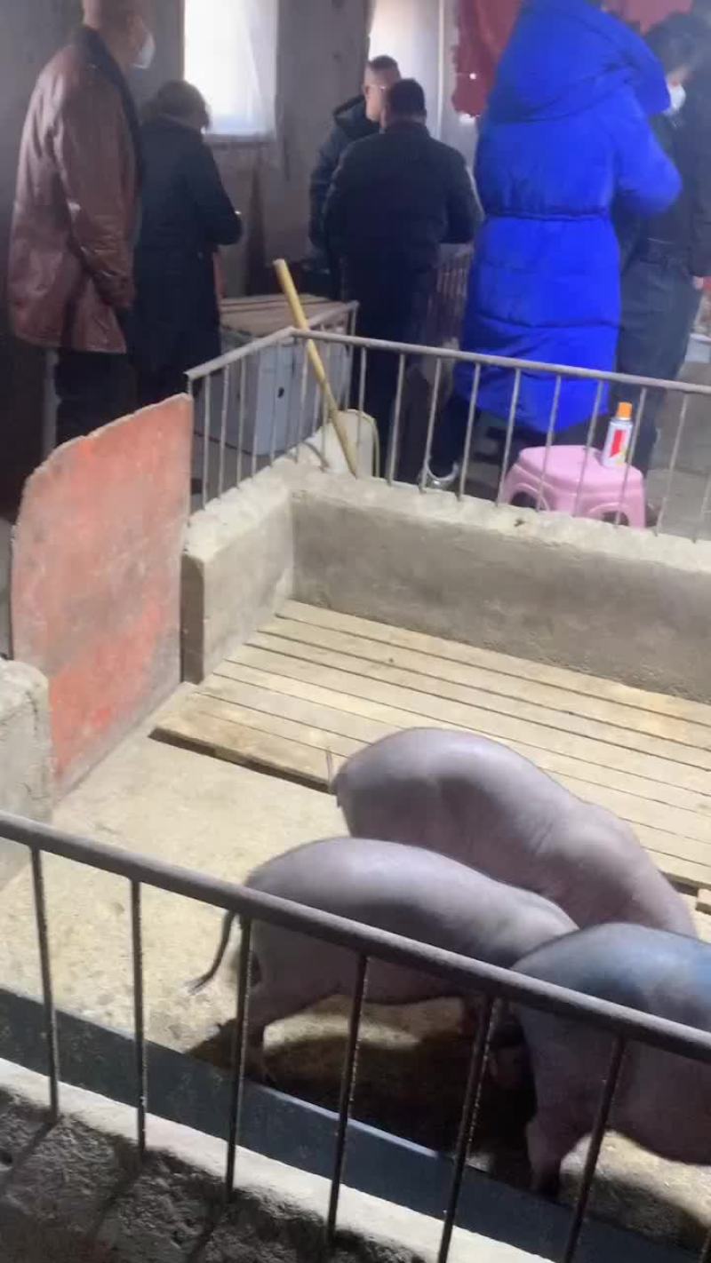 常年出售原种太湖母猪和种公猪