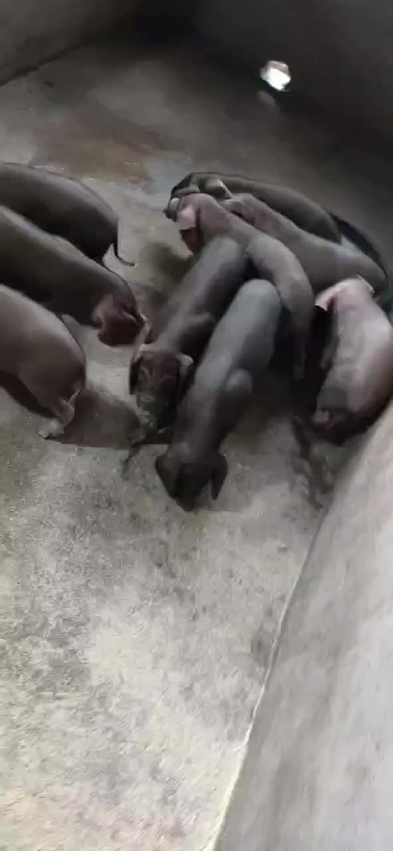 常年出售原种太湖母猪和种公猪