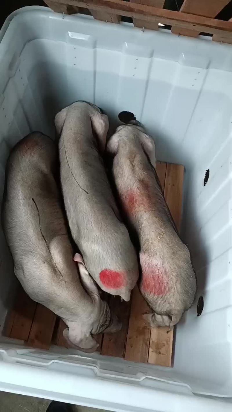 常年出售原种太湖母猪和种公猪