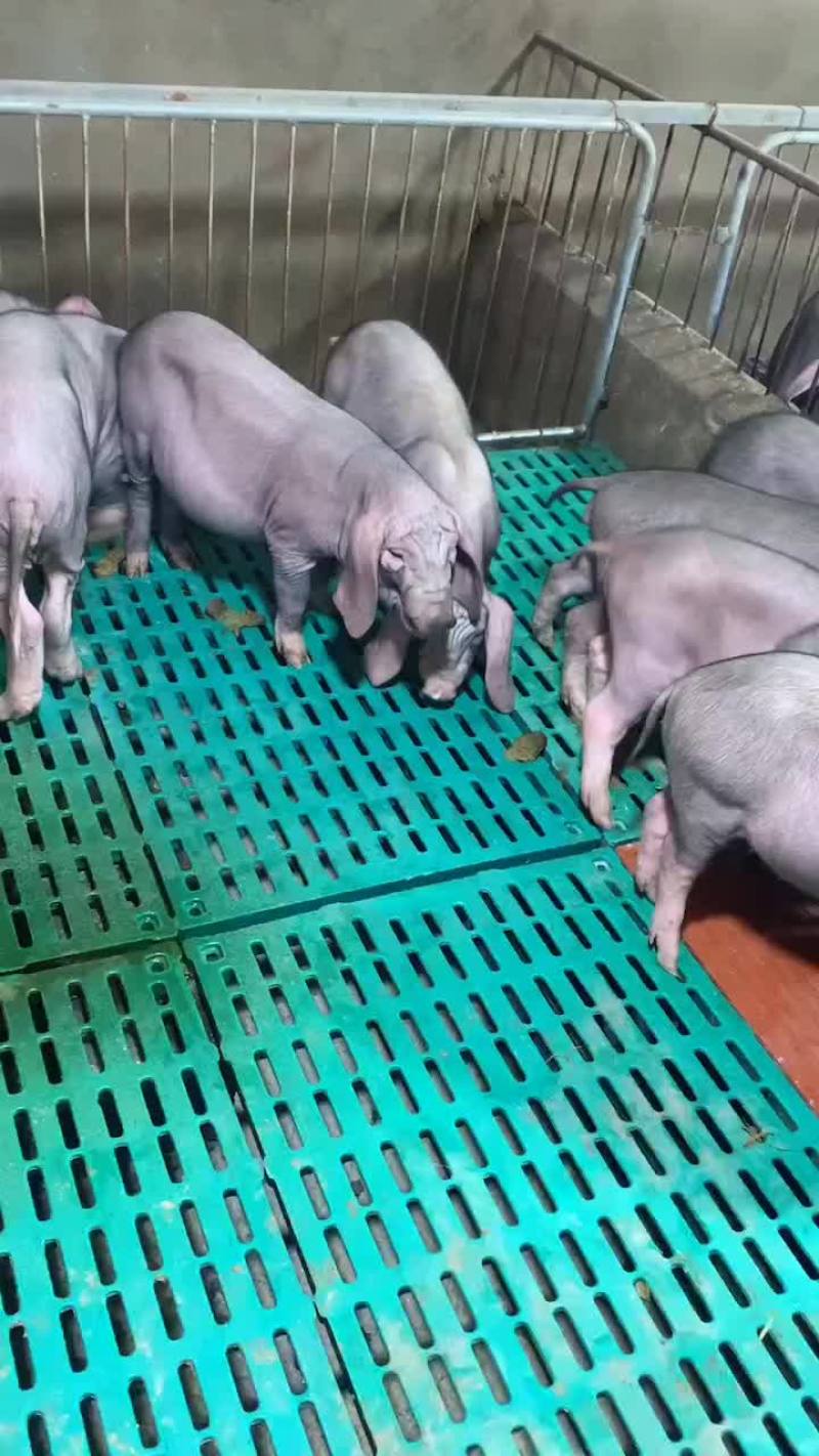 常年出售原种太湖母猪和种公猪