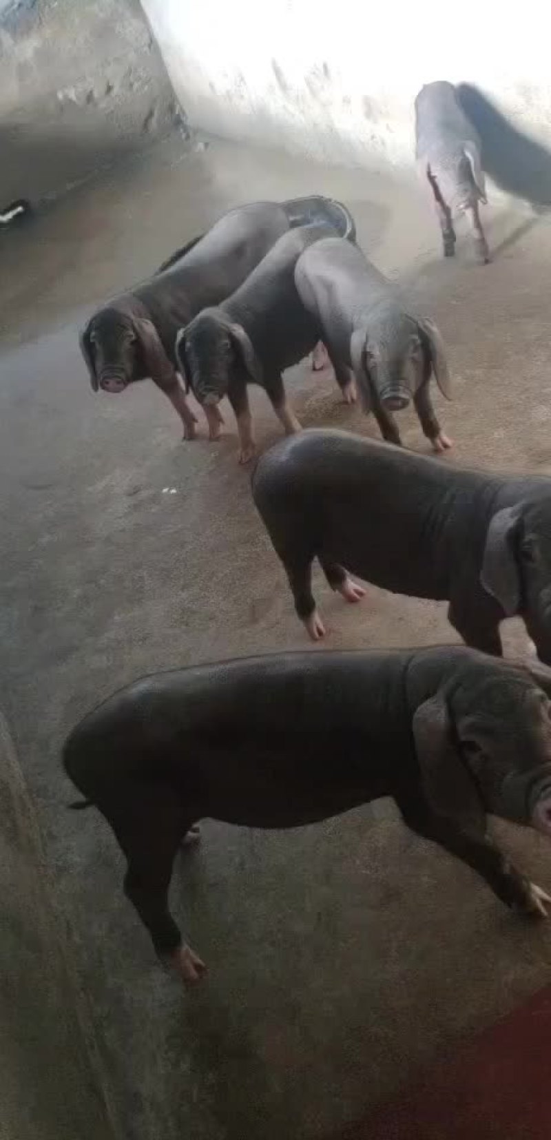 常年出售原种太湖母猪和种公猪