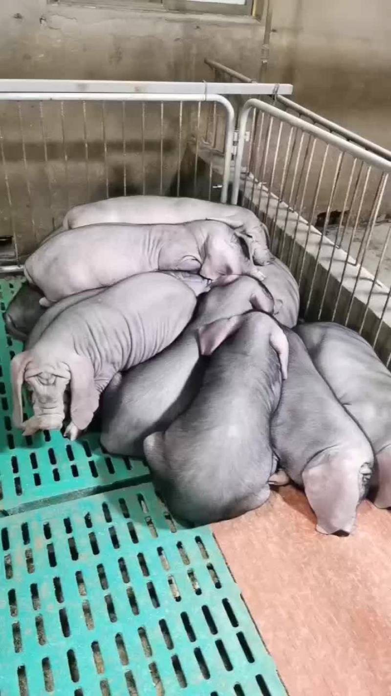 常年出售原种太湖母猪和种公猪