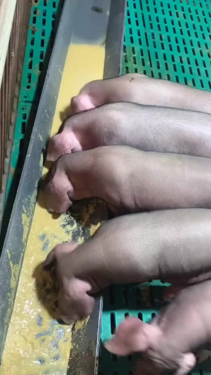 常年出售原种太湖母猪和种公猪