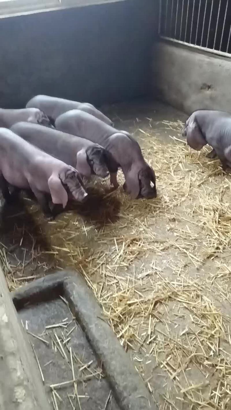 常年出售原种太湖母猪和种公猪
