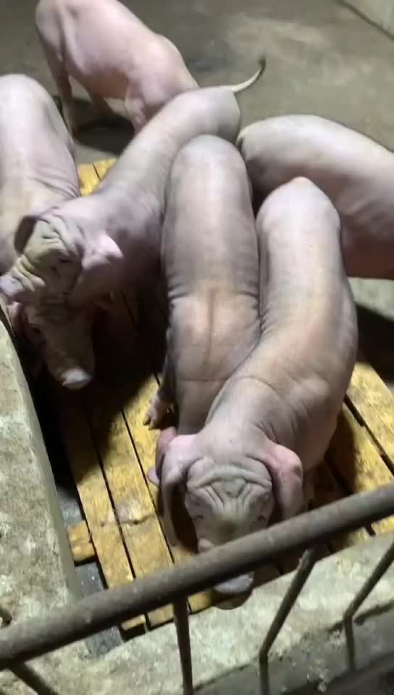 常年出售原种太湖母猪和种公猪