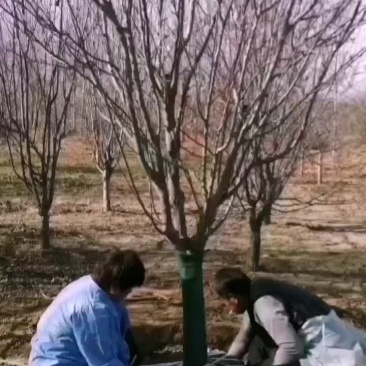 西府海棠