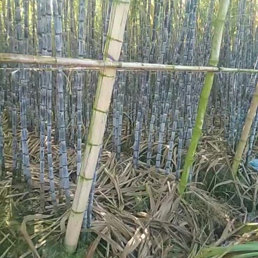 黑皮甘蔗