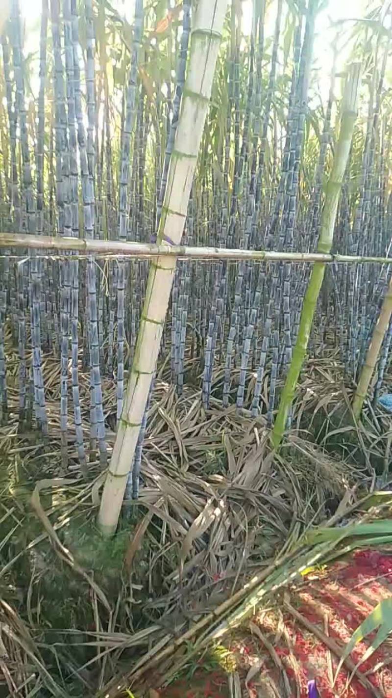 黑皮甘蔗
