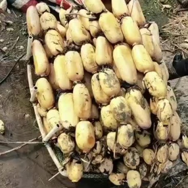 自产自销没有中间商