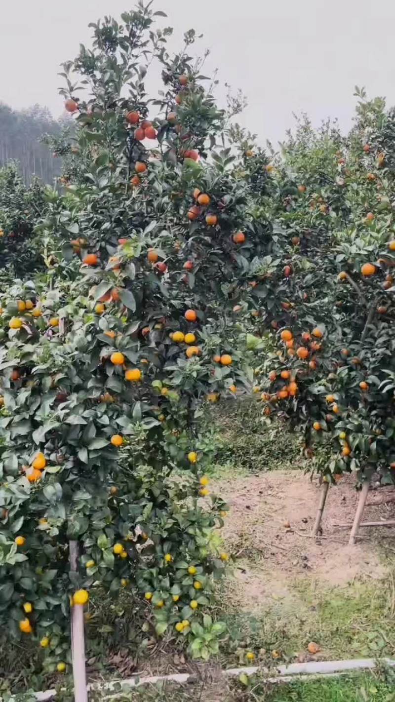 沙糖桔
