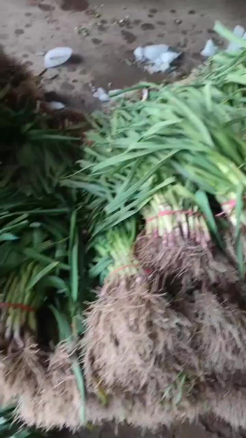 蒜苗精品徐州蒜苗，量大质优