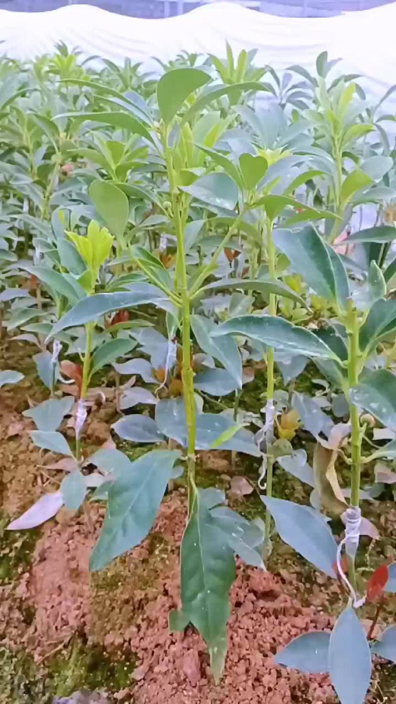 八角树苗（罗马品种）
