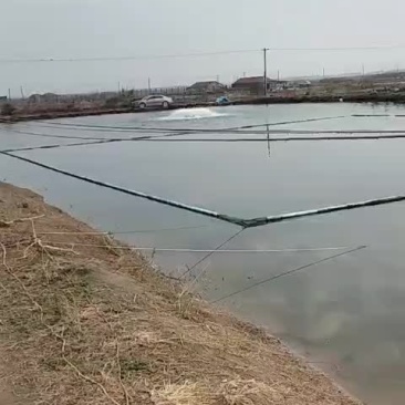 鲈鱼