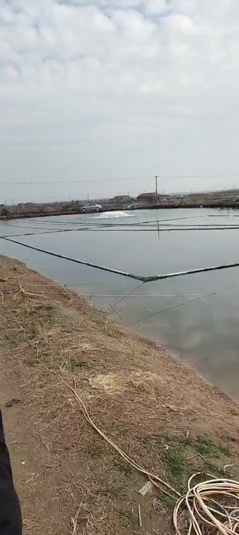 鲈鱼