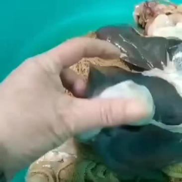 羊结石
